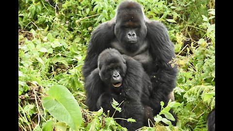 Gorilla mating