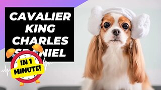 Cavalier King Charles Spaniel - In 1 Minute! 🐶 The Best Family Pet? | 1 Minute Animals