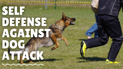 How To Defend Against Dog | Self Defense Against Dog Attack