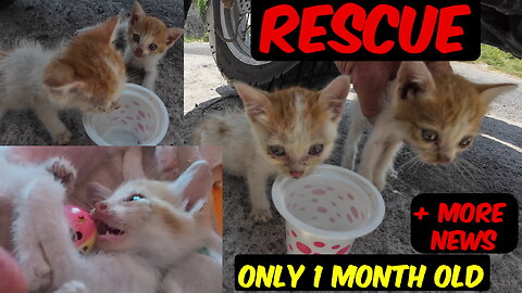 1 month old kittens thrown away like garbage - but they are with us now! #indonesia #kittenrescue