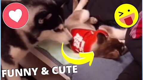 Funny and Cute Pet's Life #016