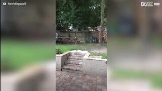 Hilário: Momento em que cadela descobre guaxinim no quintal