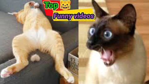 Animals 🐶🐱 top funny videos 🤣🤣