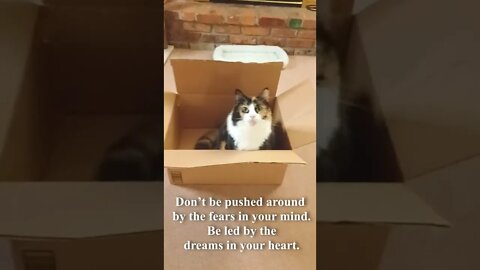 Cat Gives Words of Wisdom 2