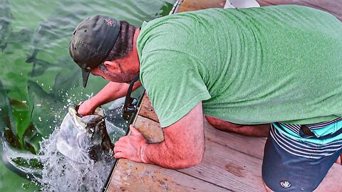 Tarpon Feeding in Florida Keys