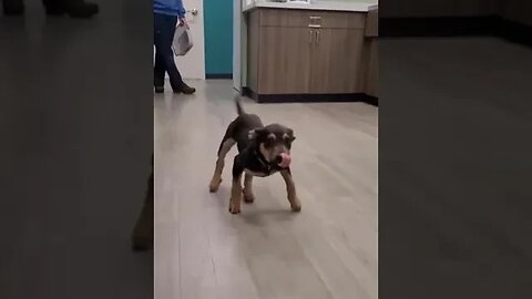 Happy DOG Dancing 🤪 #dog #pet #funny #happydance