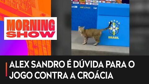 Copa do Mundo: Gato invade coletiva e atitude de assessor causa revolta