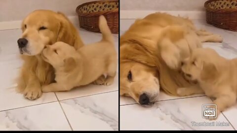 Golden puppy fight with mom and try to play with her