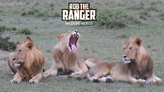 Nomadic Lions At Sunset | Lalashe Maasai Mara Safari