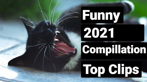 Best Funny Cats Video Compilation 2021 (Really Funny)