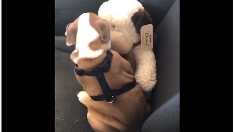 Puppy appears to be smooching his stuffed animal