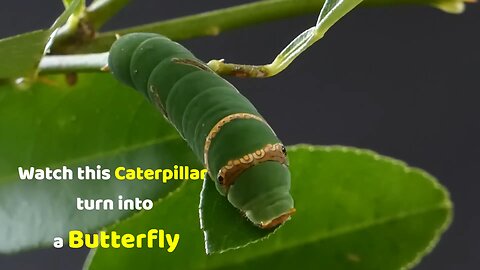 Watch this Caterpillar Turn Into a Butterfly 🦋