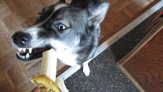 Huskies Try Bananas!