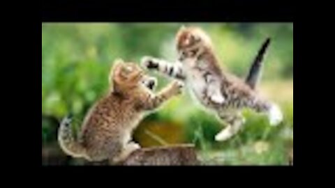 if your cat is John Cena!!! #2 😂 Funny Animals Videos 😂 2021 (watch till the end) - AP