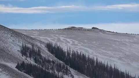 HOW MANY ELK? GIVE YOUR BEST GUESS! LARGEST ELK HERD EVER. . .VIDEO #1