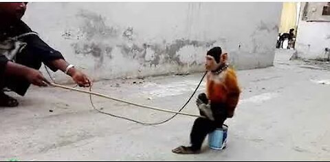 MUST WATCH!!Funny monkey dance_Roadside show in India