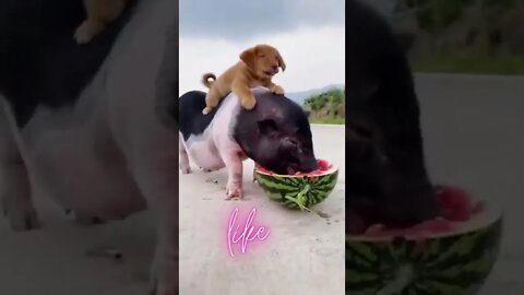 Cute and Funny Dog Videos