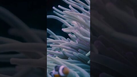 Clownfish 🐠 #fish #underwater #nature #videography #viral #viralvideo