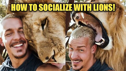 HOW TO SOCIALIZE WITH LIONS!