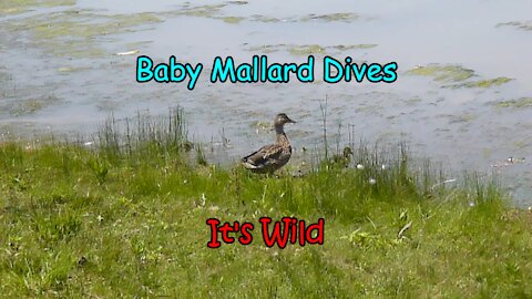 Baby Mallard Dives – It’s Wild