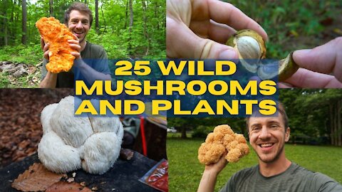 25 Edible and Medicinal Mushrooms and Plants. Foraging Tik Tok Compilation. Summer to Autumn
