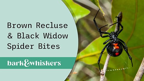 Dr. Becker on Brown Recluse & Black Widow Spider Bites