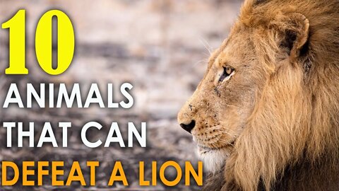 10 ANIMALS THAT CAN DEFEAT A LION YOU WON'T BELIEVE EXIST - HD | WILD LIFE | DOCUMENTARY