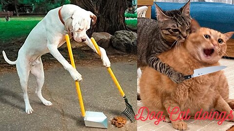 Dog & Cat funny actions