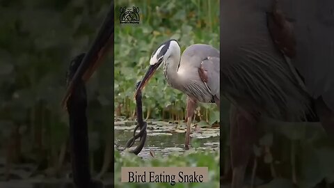 The Bird Eating a Snake #nature#birds#forest#eating #snake #cobra