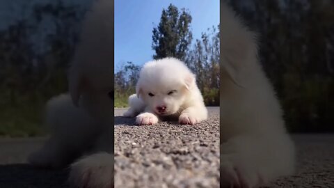 Cutest Puppy make a friend #shorts #cute #tiktok Funny videos 2021