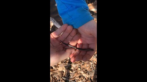 Sonny catches salamander at Whipps Ledges