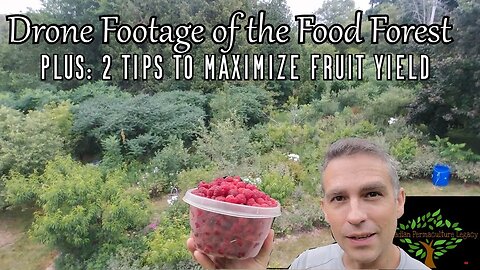 2 Things you can do to boost fruit production (+ drone footage)