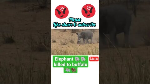 Elephant 🐘 killed to buffalo 🐃🦬#shorts #youtubeshorts