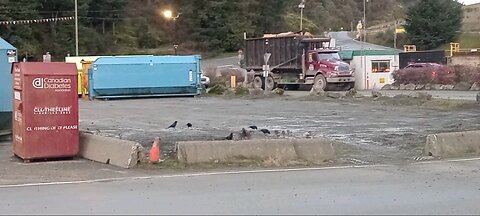Crows at Hartland Landfill...