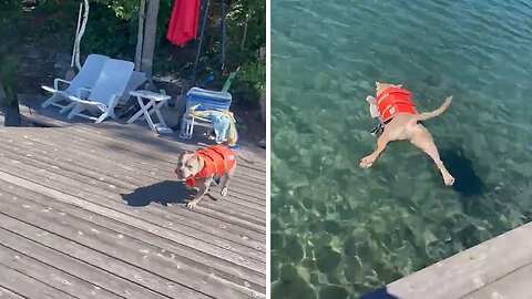 Squealing Pup Beyond Excited To Jump In The Lake