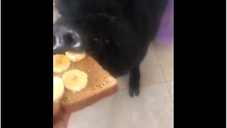 Hungry piggy enjoys midday snack