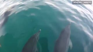 Golfinho cumprimenta visitante enquanto nada com embarcação