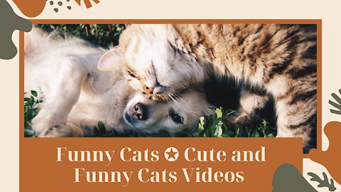 Funny Cats ✪ Cute and Funny Cats Videos