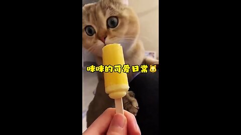 cute cat funny video 2024