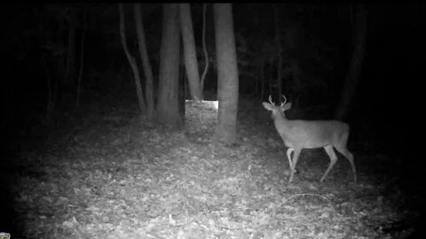 Deer looking at themselves in a mirror