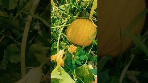 End of summer Garden Update #gardening #homestead #foryou #harvest #pumpkinpatch #pumpkin #squash