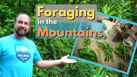 Foraging in the Mountains | Plant Identification | Wild Edibles