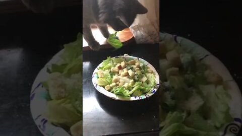 Little grey kitty eating a salad 🥗
