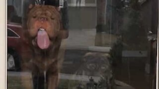 Dog pulls funny faces licking glass