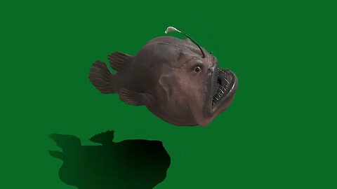 Anglerfish Greenscreen