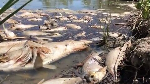 Mass Fish Die Offs!