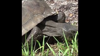 blue springs gopher tortoise