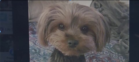 Las Vegas man claims nurse stole his late friend's dog