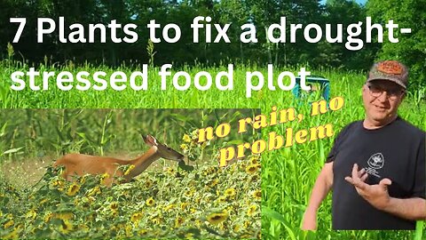 Tips for Reviving Your Drought-Stricken Food Plots!
