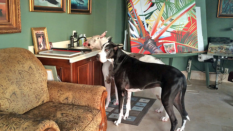 Two Great Danes drink out of the sink together in Art Studio